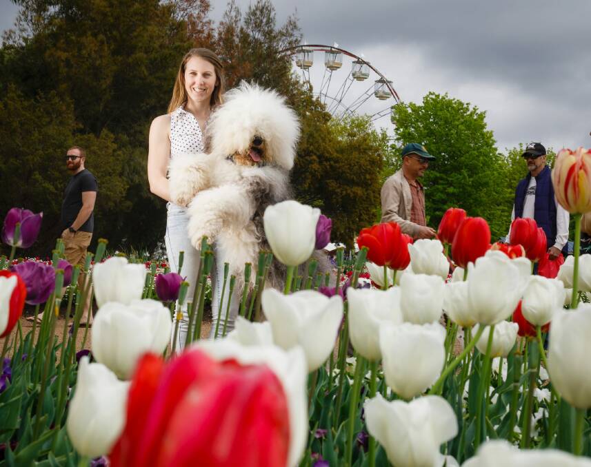 Dana Simonsen from Red Hill with Apollo the two-and-a-half year-old Old English Sheepdog. Photo: Sitthixay Ditthavong