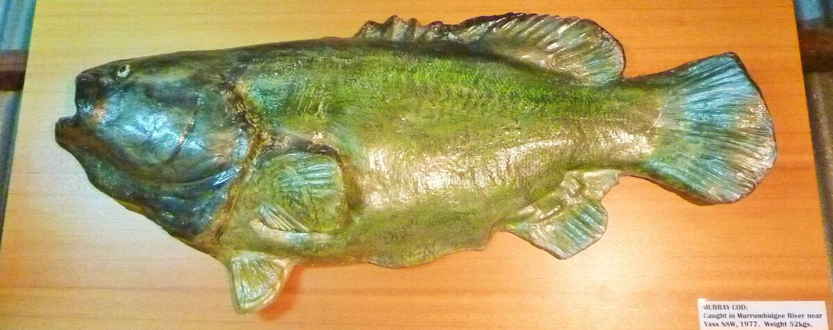 Mounted Murray Cod at the Yass &amp; District Museum. Photo: Tim the Yowie Man