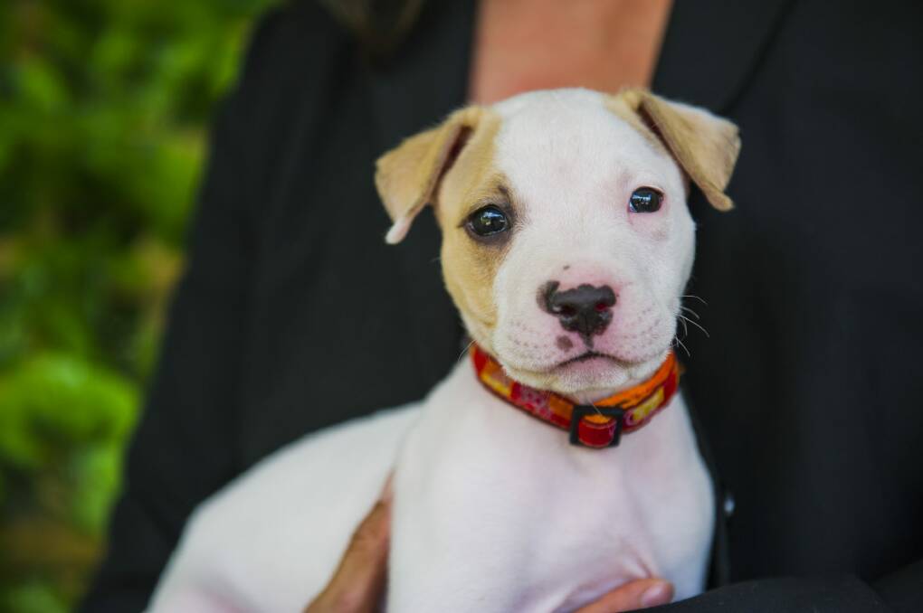 Curtis is a puppy who was handed in as an unwanted gift at the RSPCA ACT. Photo: Jamila Toderas