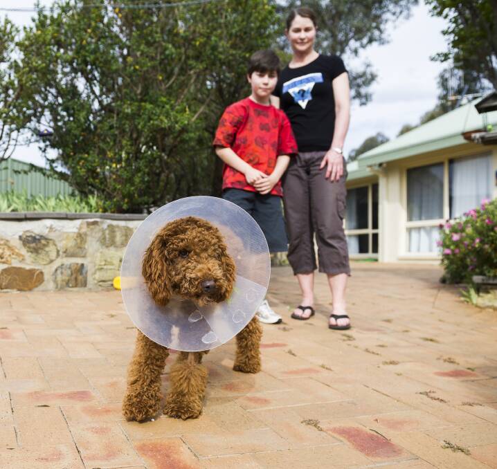 Georgia Richardson and her son Owen, 11, with injured Coco. She says dog attack laws are far too lenient in the ACT. Photo: Dion Georgopoulos