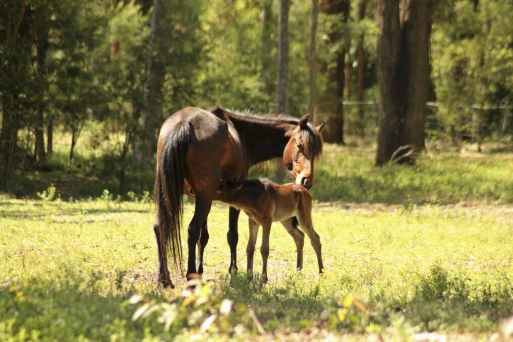 Re-homed from the Snowy Mountains, a mare named Ash with her foal. Photo: Supplied