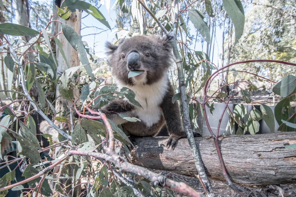Urban sprawl leads to habitat loss for animals such as koalas. Photo: Karleen Minney