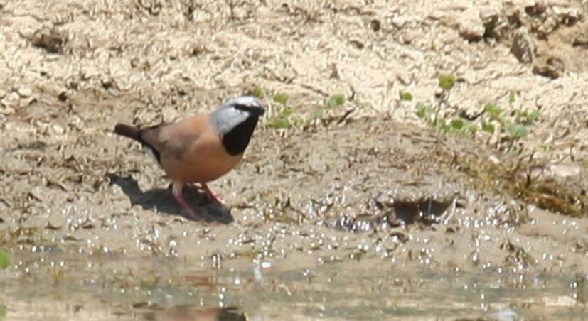 The southern black-throated finch could be brought to the brink by coal-mining developments. Photo: Wikicommons