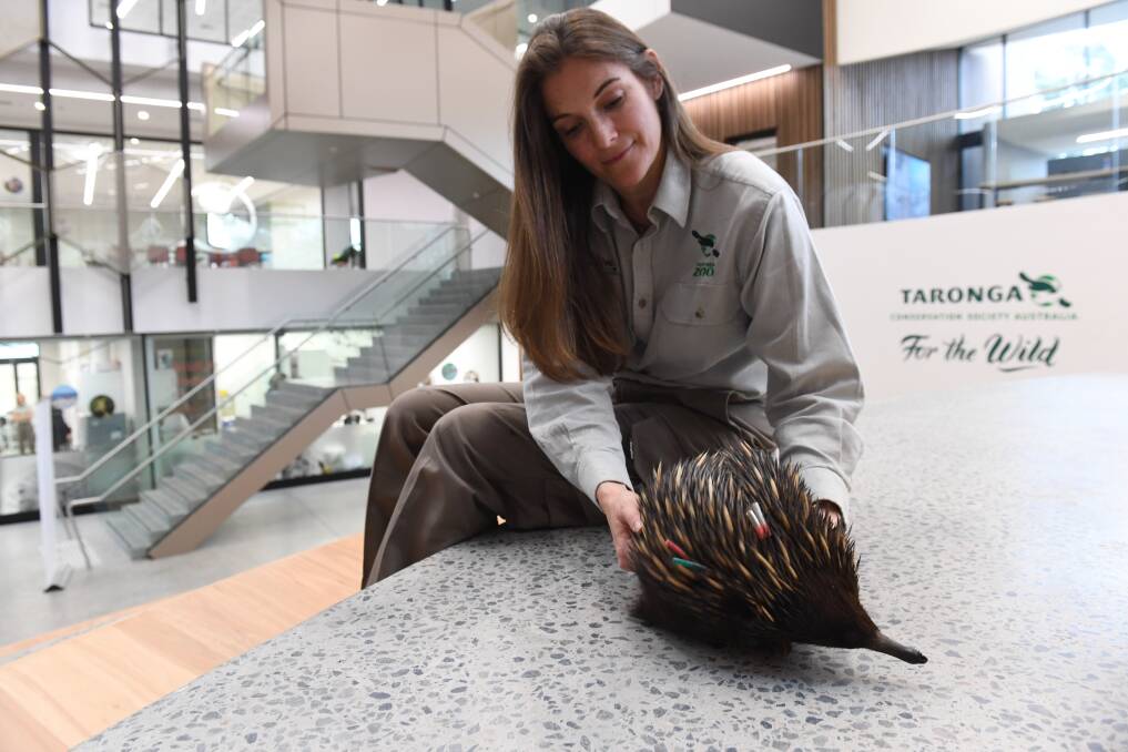 Zoo nutritionist Michelle Shaw is on a team of scientists researching echidna quills, in a bid to help the fight against illegal traffickers. Photo: Nick Moir