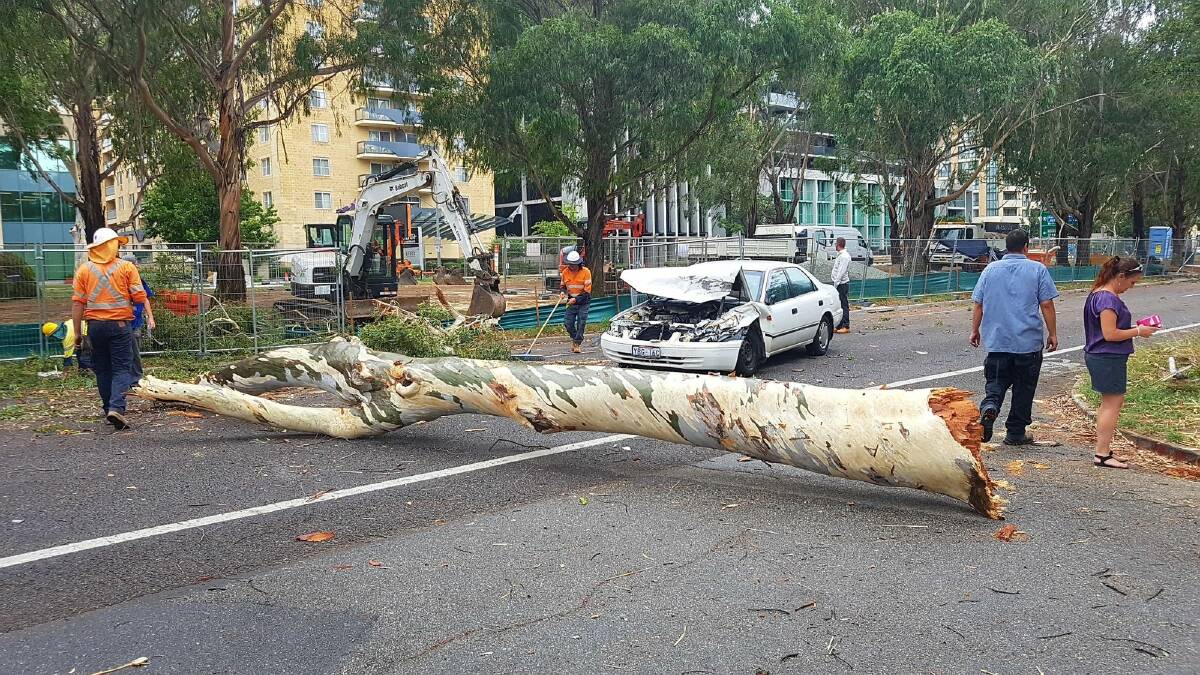 A tree hit a car on Northbourne Avenue during the sudden windstorm. Photo: Aaron Fuller