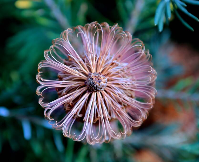 There are only four known banksia vincentia plants left in the wild. Photo: Corinne Le Gall