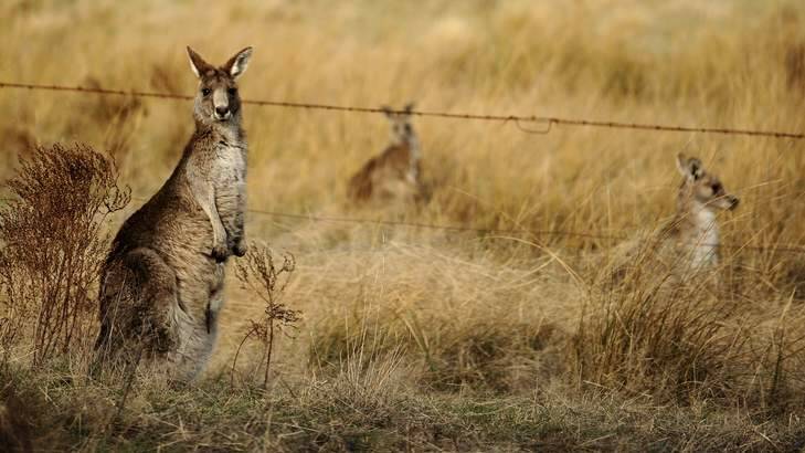 Mobs of kangaroos graze throughout the Namadgi National park. Photo: Stuart Walmsley