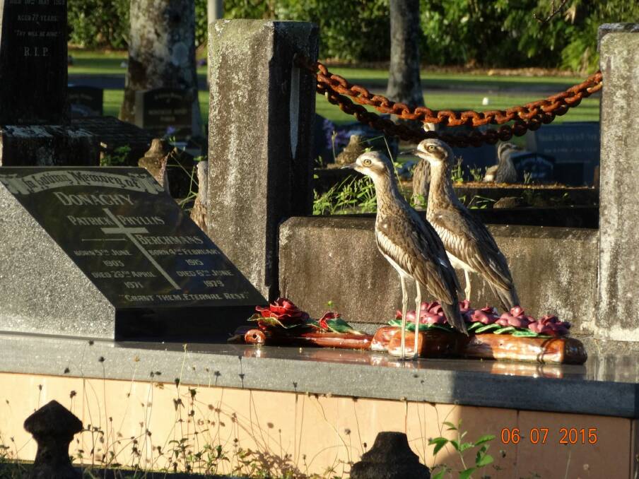 'Head Stone-curlews' in a Queensland cemetery.  Photo: Bill Handke.