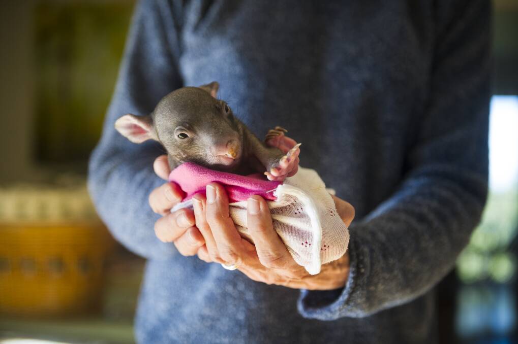 Four-month-old wombat Tilly. Photo: Dion Georgopoulos