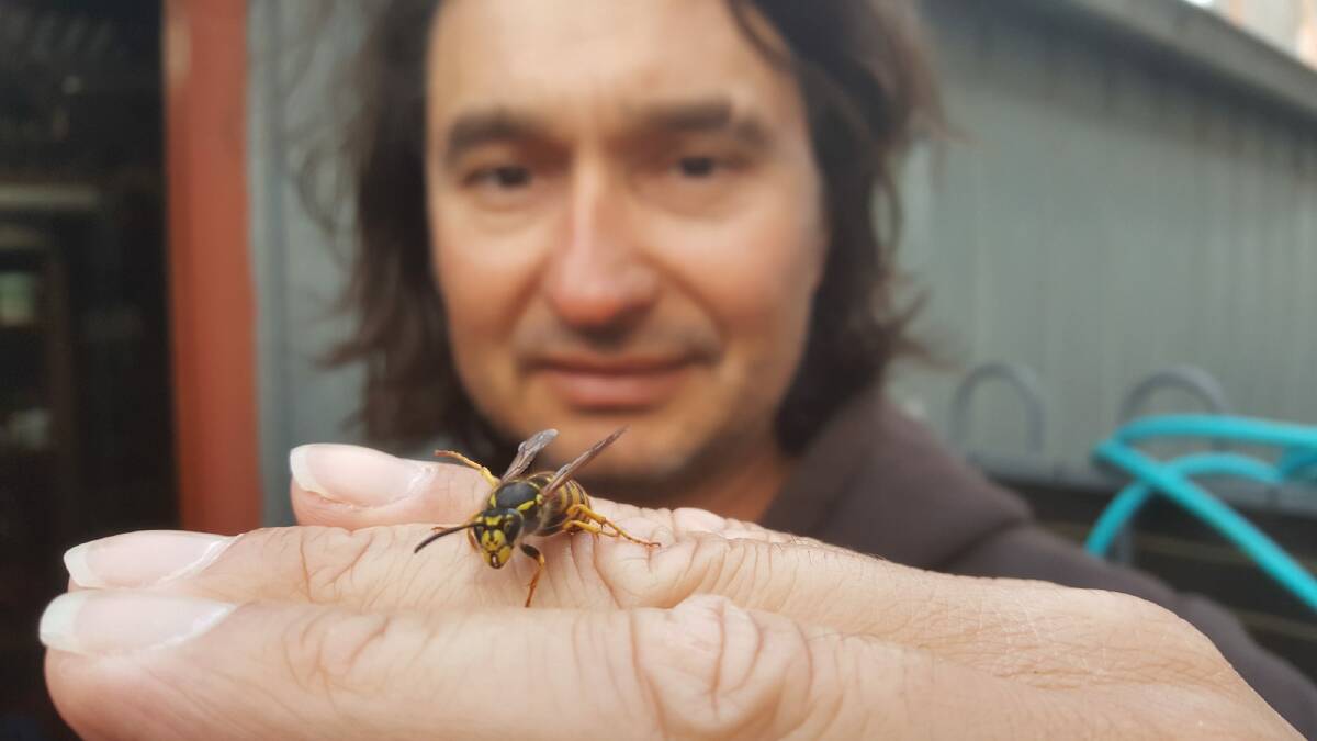 CoreEnviro Solutions Senior Pest and Weed Officer, Jim Bariesheff pictured with a queen wasp. Photo: supplied