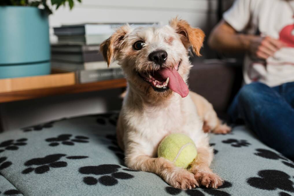 One of Lochie's favourite toys his his tennis ball and he loves sleeping on his doggy bed next to David as he studies. Photo: Jamila Toderas