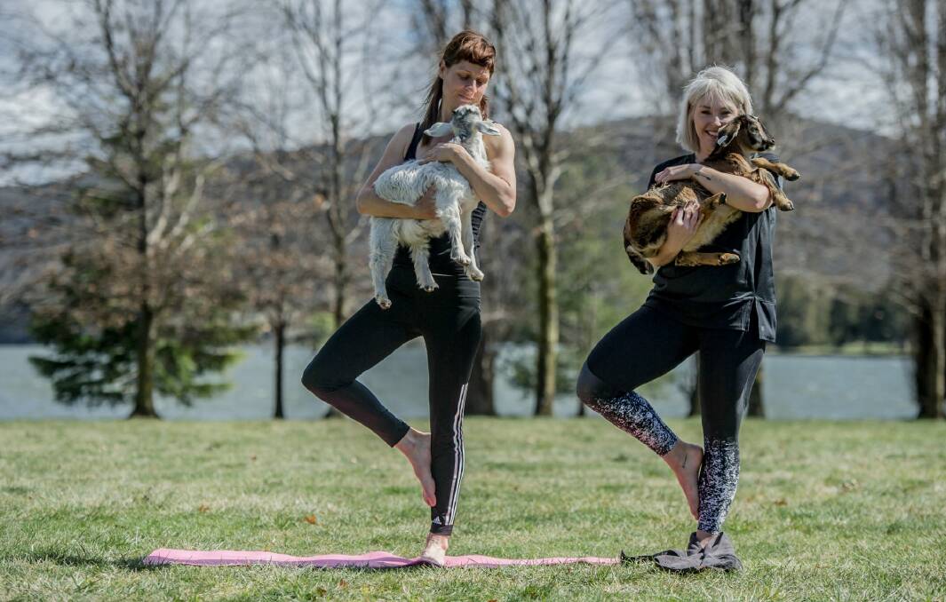 Fiona Harris and Jo Flynn are collaborating to bring Goat Yoga to Canberra. The first event is on November 11.  Photo: Karleen Minney