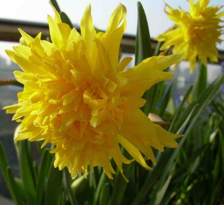 The Rip Van Winkle daffodil is the variety planted at the homestead site at Uriarra. Photo: Supplied