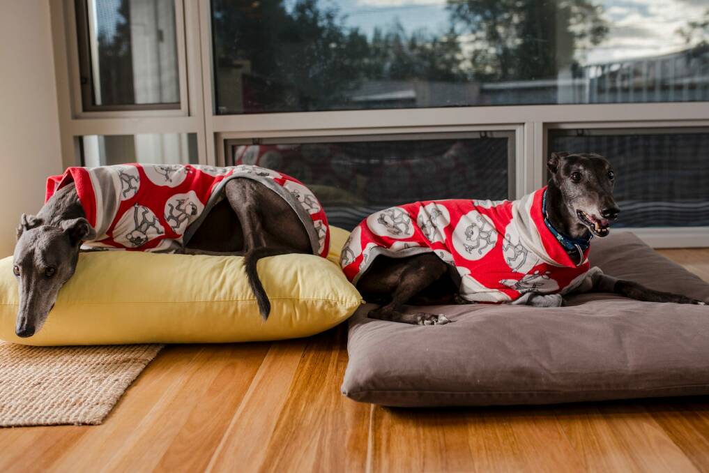 Cindy Daley, co-founder of ACT Greyhound Support Network, her greyhounds Maxi and Sid. Photo: Jamila Toderas