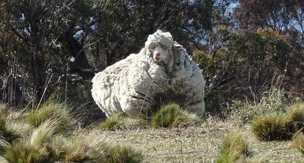 Chris the sheep lugged around more than 40 kilograms of wool before undergoing a major shearing operation on Thursday. Photo: RSPCA