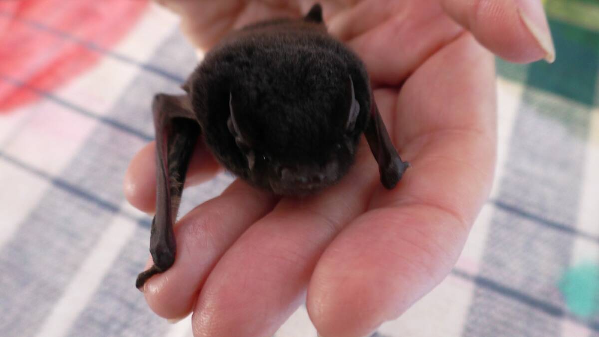 One of the microbats being looked after by wildcare volunteer Denise Morgan. Photo: Denise Morgan