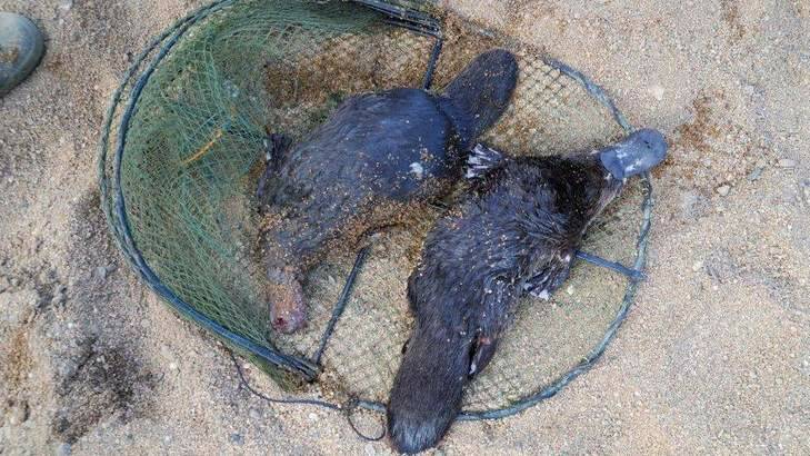 Two platypus drowned after becoming stuck in an Opera House trap. Photo: Supplied