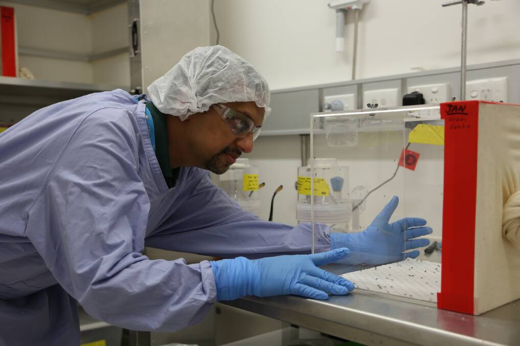 CSIRO senior research scientist Dr Prasad Paradkar working on Zika resistant mosquitoes. Photo: CSIRO