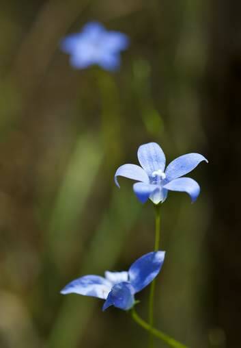 A Royal Bluebell, the ACT's floral emblem. Photo: Gary Schafer
