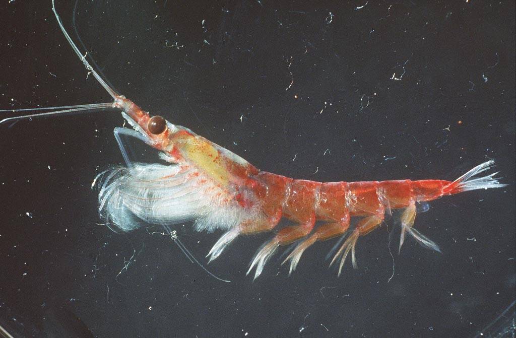 A photo of the tiny sea creature krill. Photo: Australian Antarctic Division