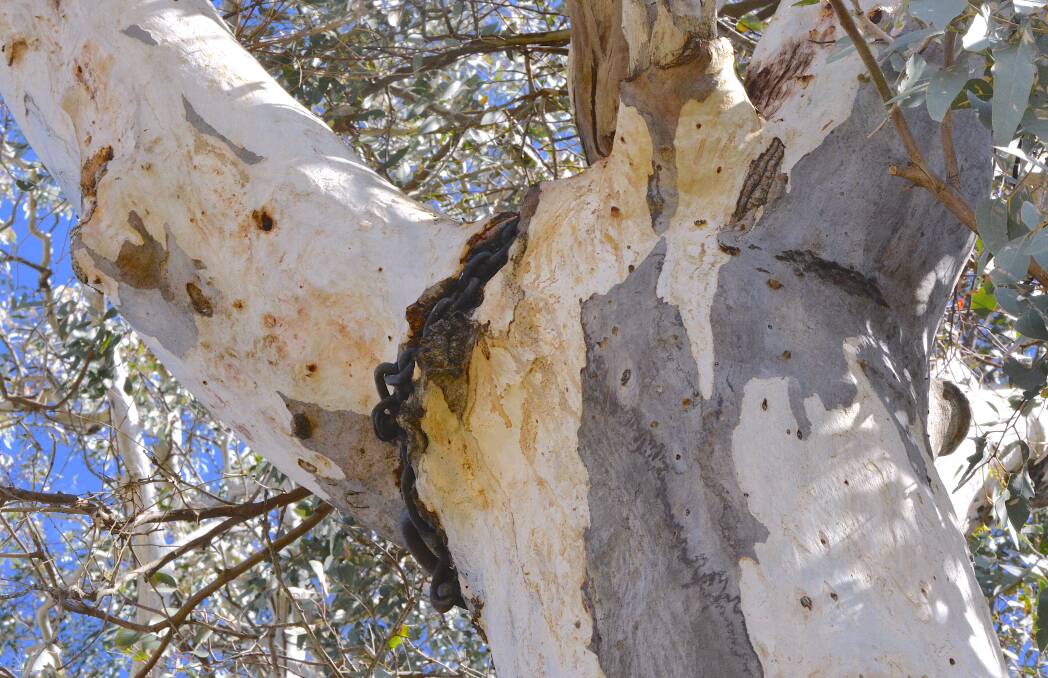 Placed in this tree 63 years ago, this chain was used by a farmer to hang slaughtered bullocks. Photo: Tim the Yowie Man