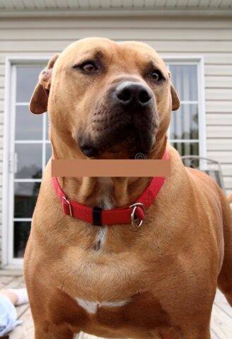 The dog (similar to the one pictured), is described as large, brown and similar to a bullmastiff breed. The dog was wearing a black studded collar. Photo: Queensland Police Media