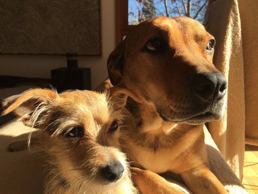 Myrtle and Moey enjoying a spot of sunshine at the Morris Walker office in Fyshwick. Photo: Supplied