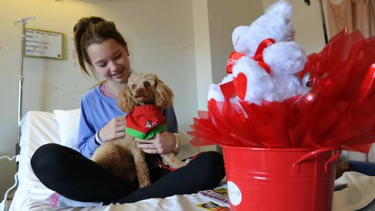 Pets as therapy dog, "Oscar", makes friends with 14 year old Isabella Plains patient, Monique Catanzariti, in the children's ward at The Canberra Hospital. Photo: Graham Tidy