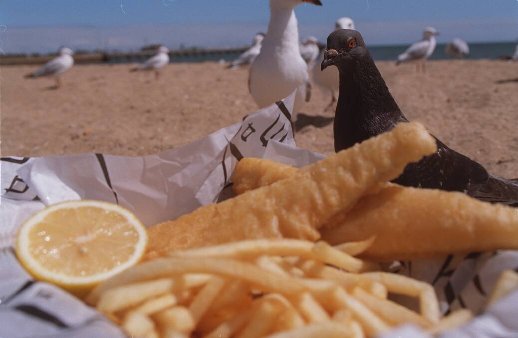 Is there anything better than fish and chips on the beach? The seagulls (and pigeons) don't think so. Photo: Gary Medlicott