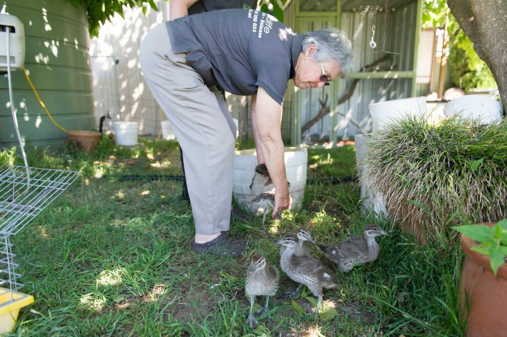 ACT Wildlife president Marg Peachey helps to gather up some native wood ducklings for transport. Photo: Jay Cronan