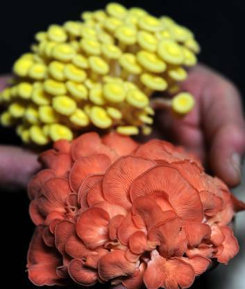 Pink and yellow oyster mushrooms at Li-Sun Exotic Mushrooms in Bowral. Photo: Graham Tidy