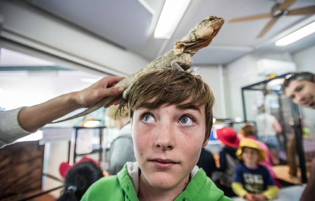 Noah Langshaw, 12, handles a frilled neck lizard at the Snakes Alive school holiday program. Photo: karleen minney