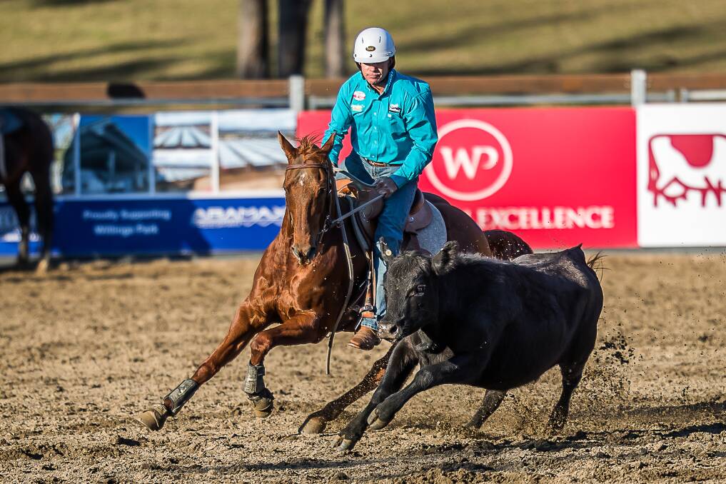 Canberra rider Steve Hart competes on God's Little Acre at the World Championship Gold Buckle Campdraft.
 Photo: Stephen Mowbray 