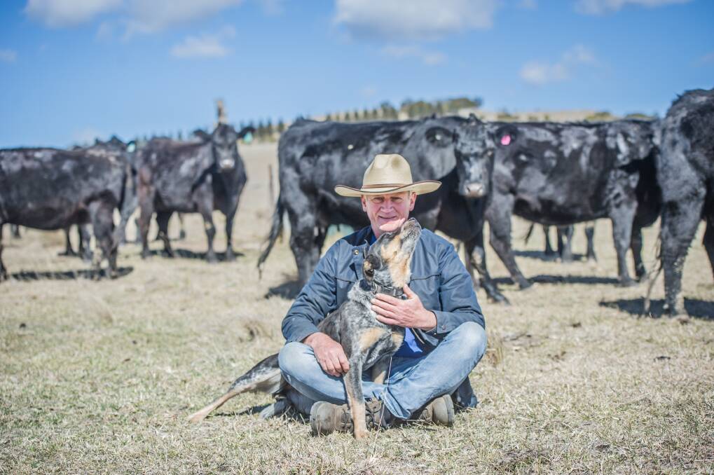 Martin Royds will next week say goodbye to the 50 cattle he has left. Photo: Karleen Minney