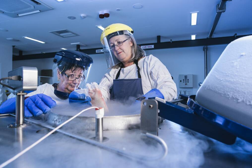 Chief haematology scientist Karrie Andriolo and senior bone marrow scientist Jennifer Stapleton take a stem cell collection from the cryogenic tank. 
 Photo: Rohan Thomson