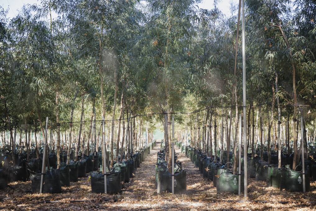Yarralumla Nursery is growing the Eucalyptus mannifera, or brittle gum trees to be planted along the light rail route. Photo: Sitthixay Ditthavong