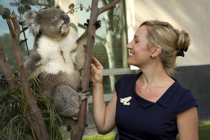 Protected species ... Winston the koala with Senator Larissa Waters outside Parliament House. Photo: Penny Bradfield