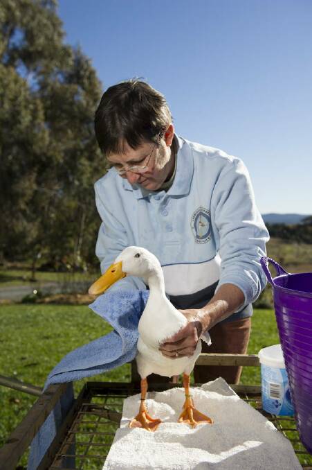 Margaret Day washes one of her Indian Runner Ducks, Doris, ahead of the Royal Canberra National Poultry Show.    rt120607Ducks-3471.jpg Photo: Rohan Thomson
