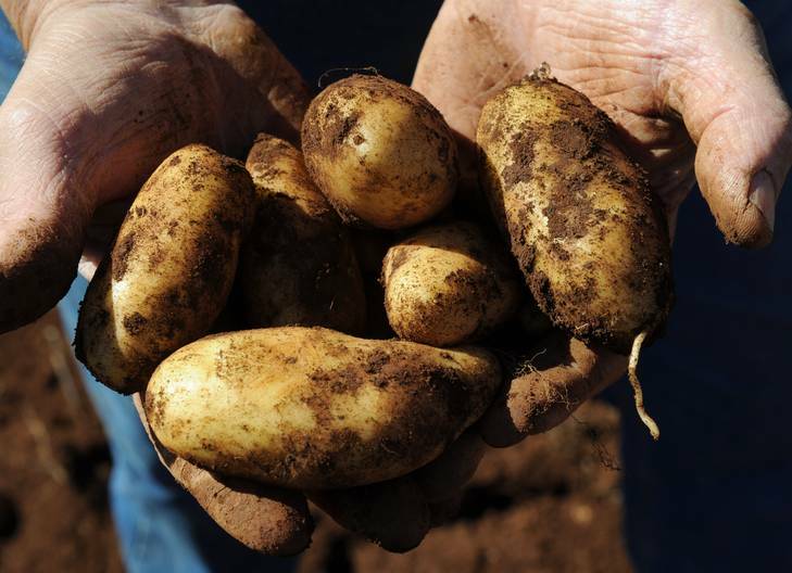 Norm Gair holds freshly harvested Dutch cream potatoes at at Highland Gourmet Potatoes. Photo: Graham Tidy