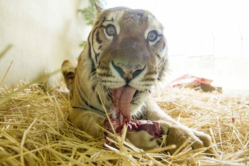 Bakkar the tiger was euthanised on Saturday. Photo: Jay Cronan