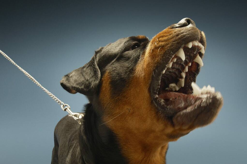 Two dogs that looked like Rottweilers attacked the woman.