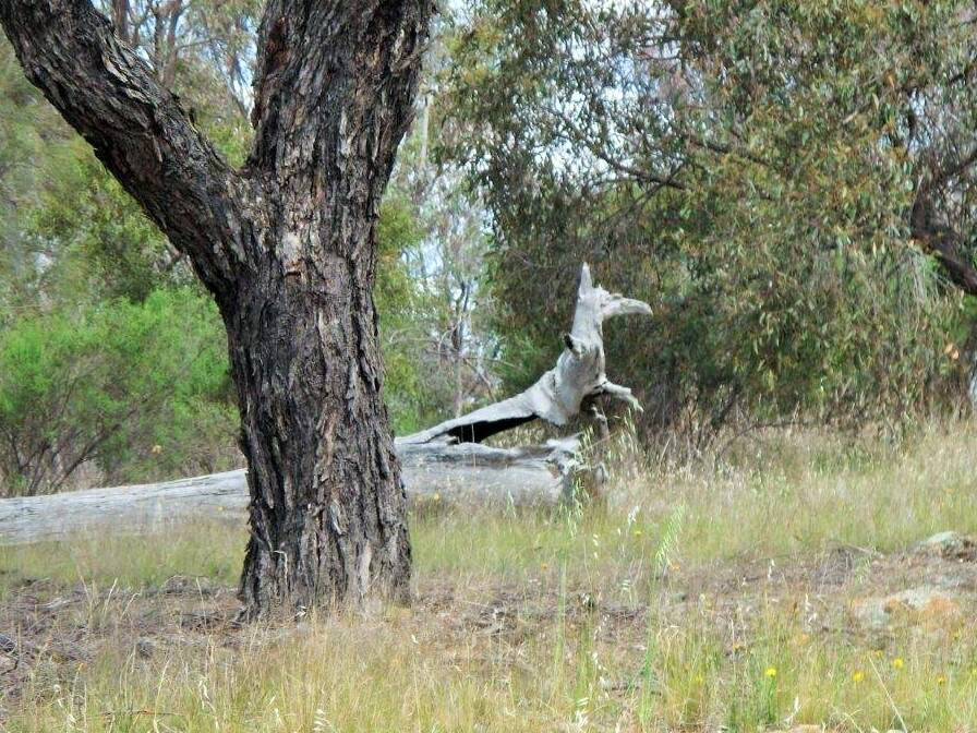 Can you see this "wooden" kangaroo? Photo: : Martin Kenseley