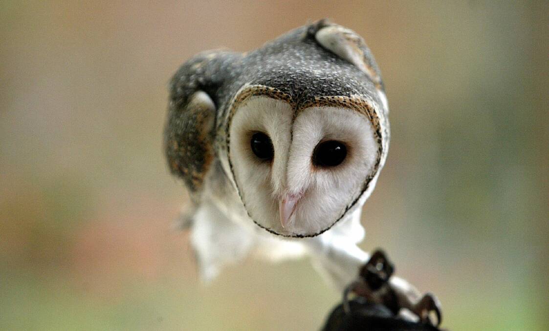 Very little is known about the elusive masked owl, which is one of the largest in the world. Photo: Ray Kennedy