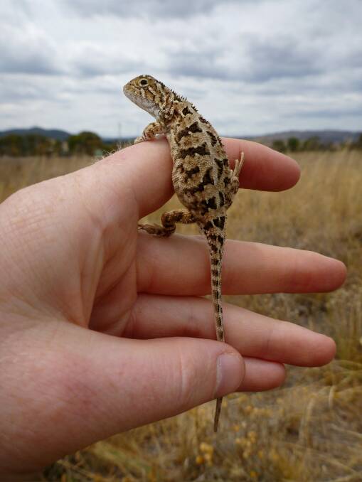 The existence of the grassland earless dragon is under threat.  Photo: ACT Government