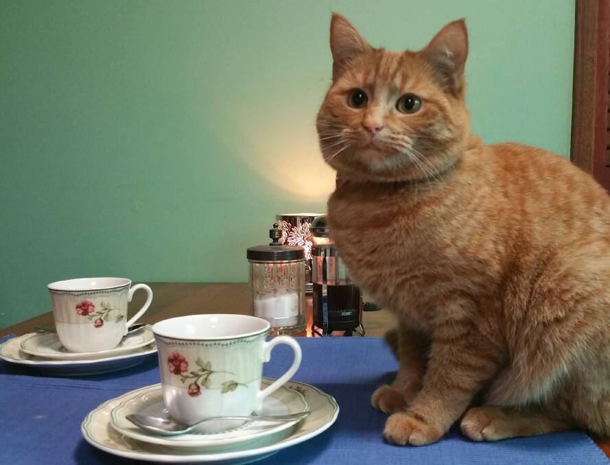 Julia Gillard the cat, set to be part of Canberra's first cat cafe. Photo: Supplied