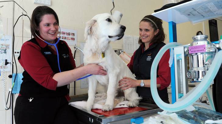 Vets at the Kippax Veterinary Hospital, Louise Nicholls, left and Alison Taylor, give golden retriever, Ernie, a health check. Photo: Graham Tidy