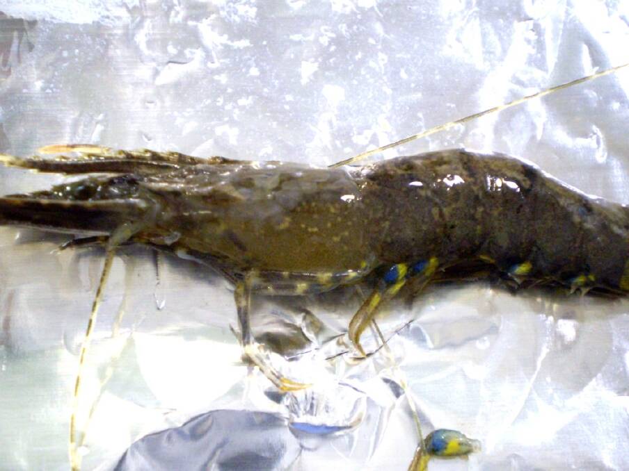 A green prawn infected with white spot disease. Photo: Queensland Department of Agriculture and Fisheries
