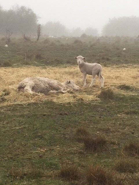 The inspector found a small amount of poor quality pasture hay with three sheep lying in it, one with a lamb attempting to suckle off her. Photo: RSPCA