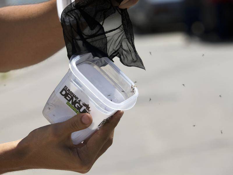 The release of mosquitoes infected with a bacteria, has reduced the spread of dengue fever.