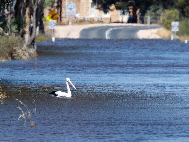 Birds, fish and other wildlife are flourishing after the flooding of South Australia's River Murray. (Matt Turner/AAP PHOTOS)